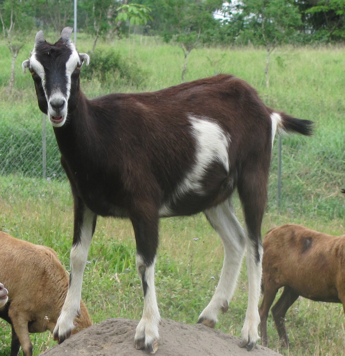 Do you think finding a goat to buy is easy in Panama…? | thepioneersofpanama